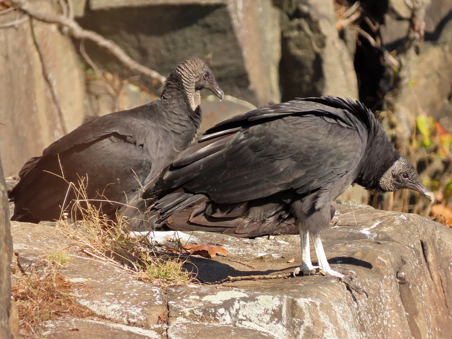 Black Vultures — Susan Kirby